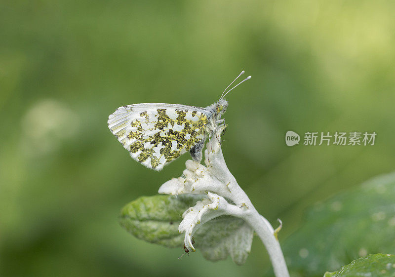 桔头蝴蝶(Anthocharis cardamines)